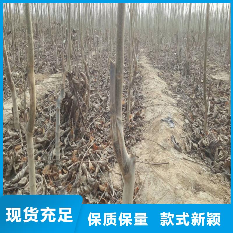 核桃苗,樱桃苗定制零售批发