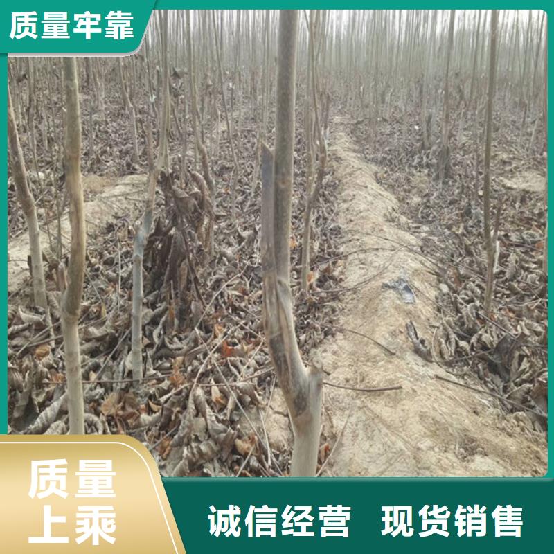 核桃苗大棚草莓苗有口皆碑