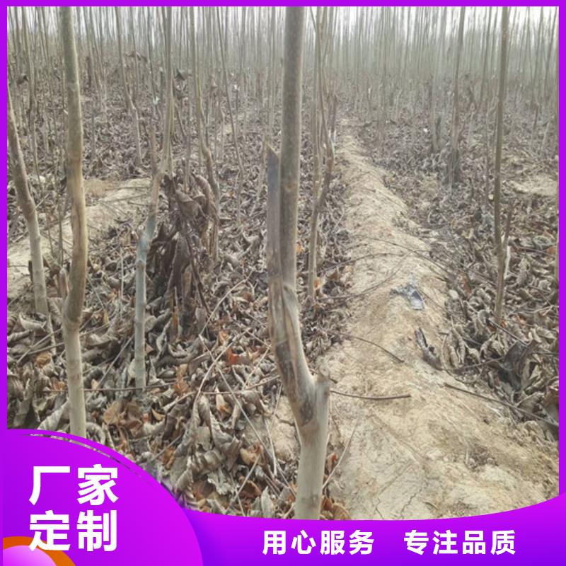 三年香玲核桃苗