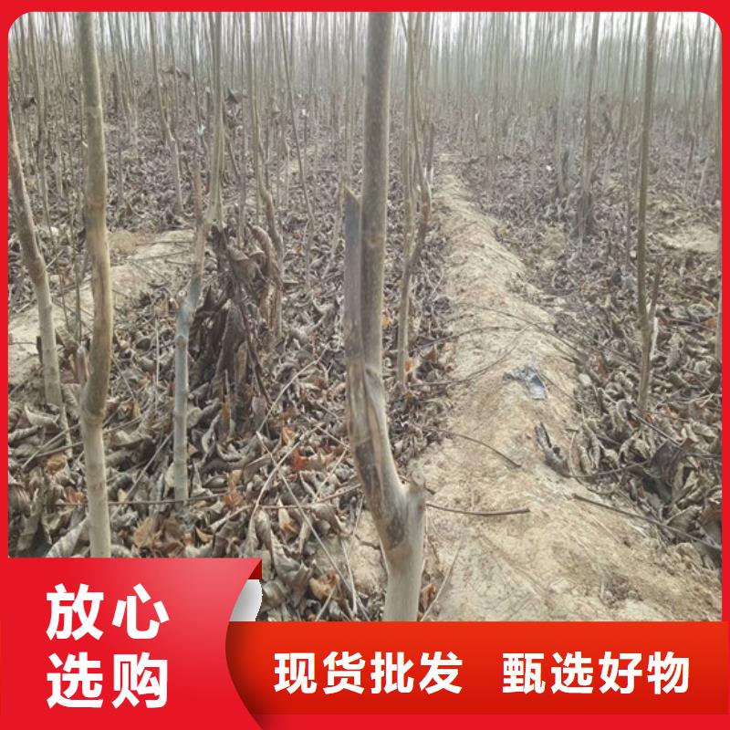 核桃苗_苹果苗基地一站式采购方便省心