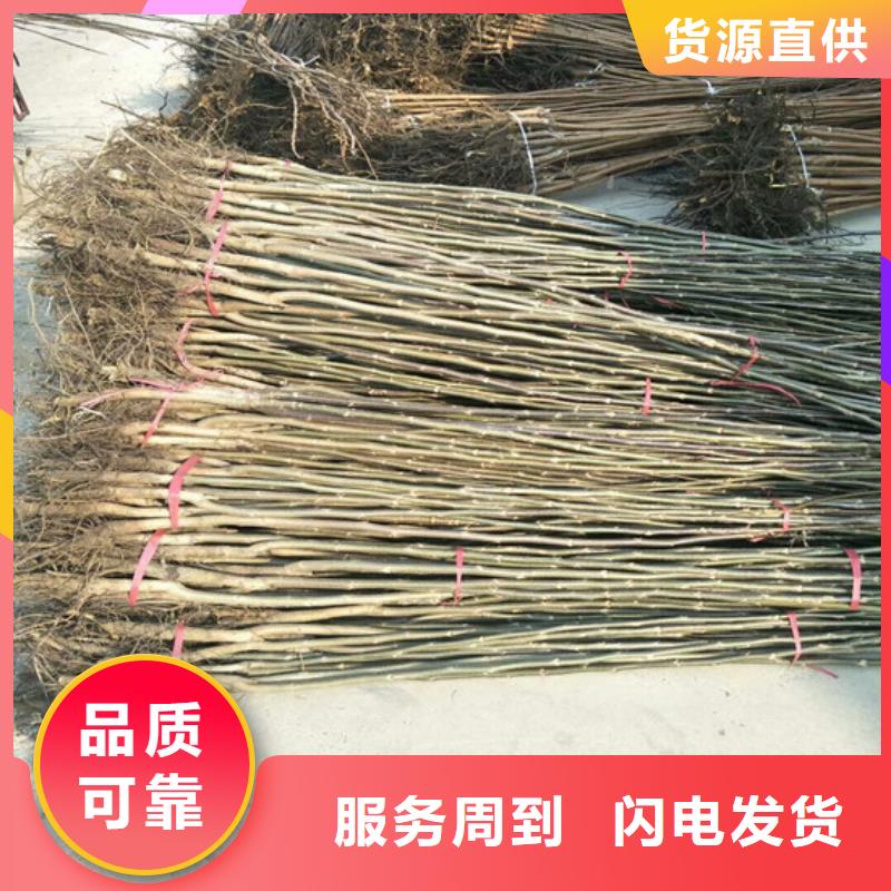 核桃苗_红蜜桃树苗专业厂家