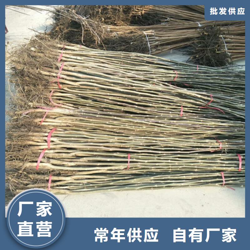 核桃苗,樱桃苗定制零售批发