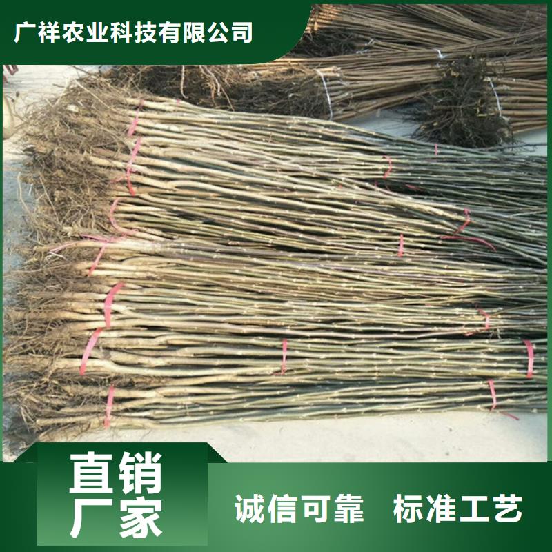 核桃苗阳光玫瑰葡萄树苗高品质现货销售