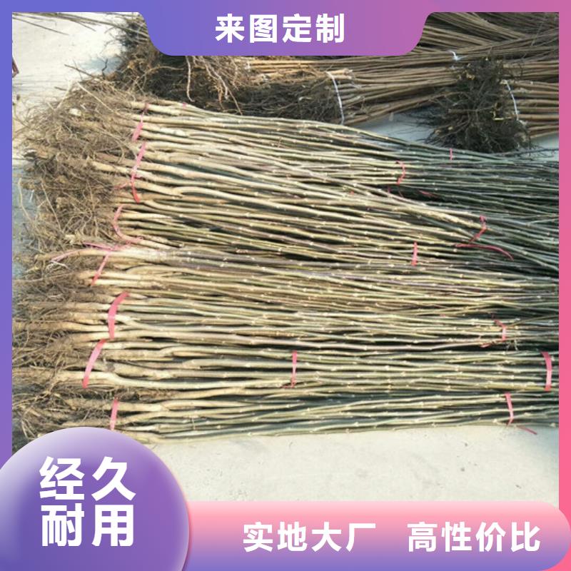 【核桃苗】草莓库存齐全厂家直供