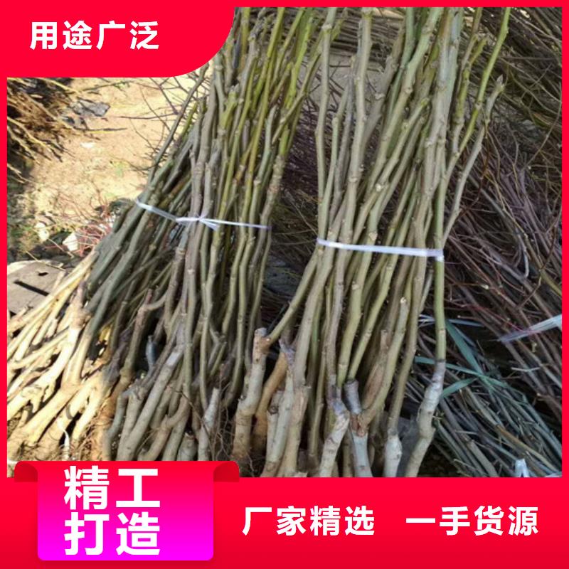 核桃苗,苹果苗基地好货有保障