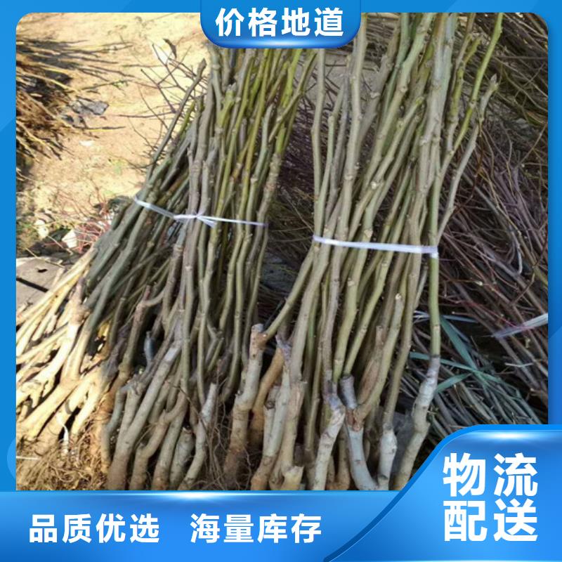 【核桃苗桃树苗工厂批发】