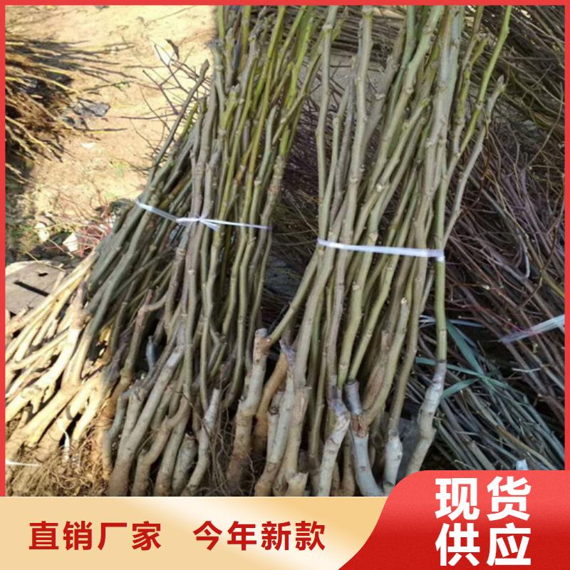 核桃苗_红蜜桃树苗专业厂家