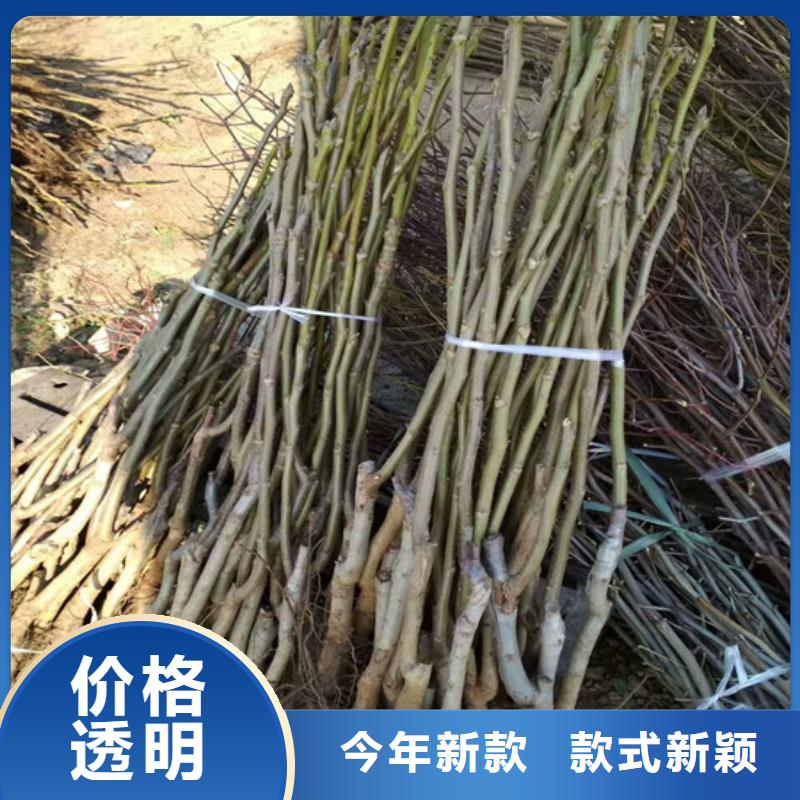 核桃苗大棚草莓苗不断创新