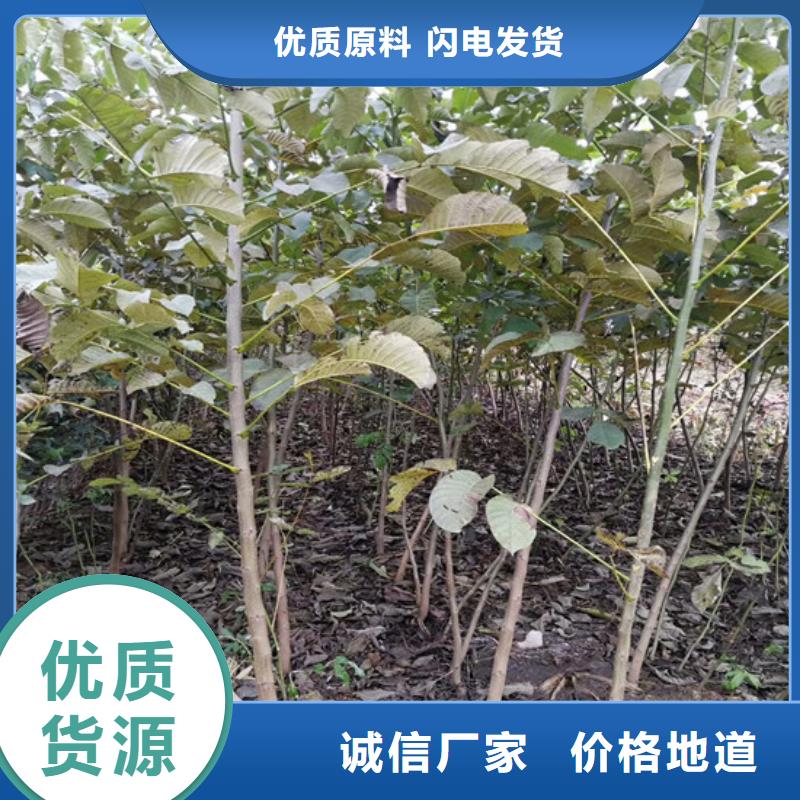 三年香玲核桃苗
