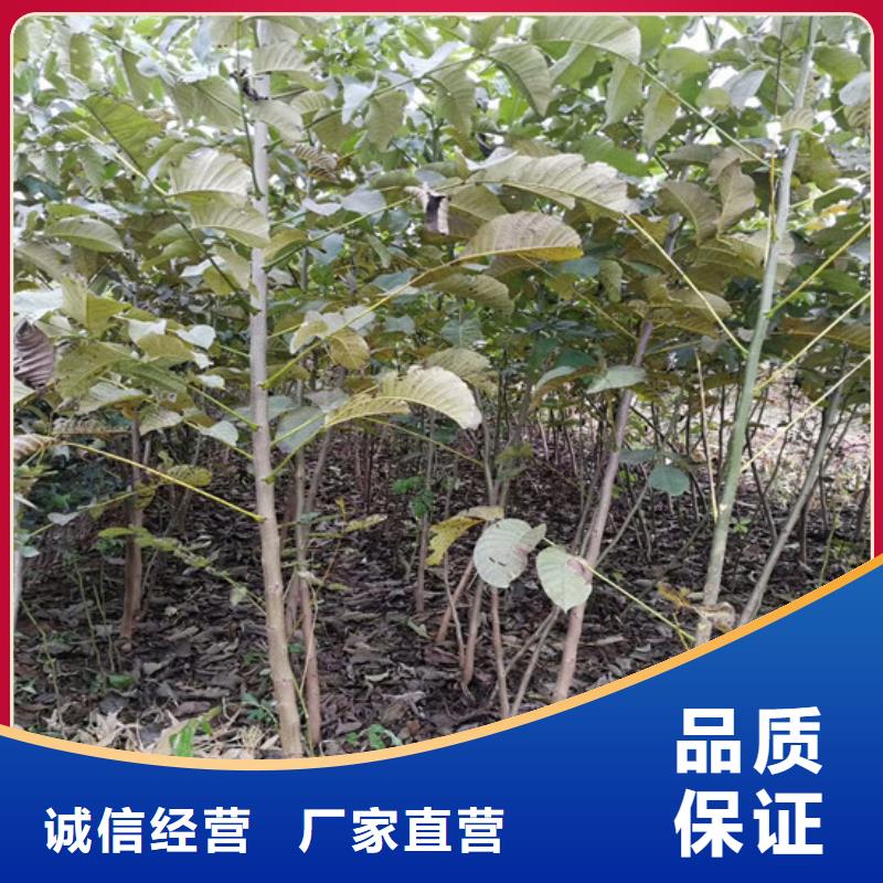 核桃苗葡萄苗基地安心购