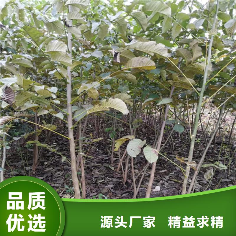 核桃苗-夏黑葡萄苗买的放心安兴用的舒心