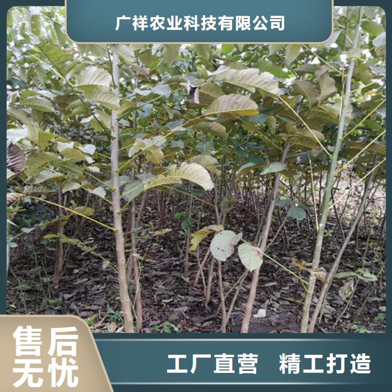 核桃苗【葡萄苗基地】品质优良