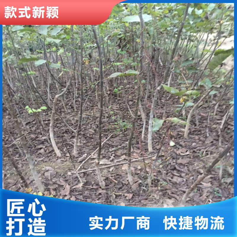 核桃苗桃树苗基地注重细节