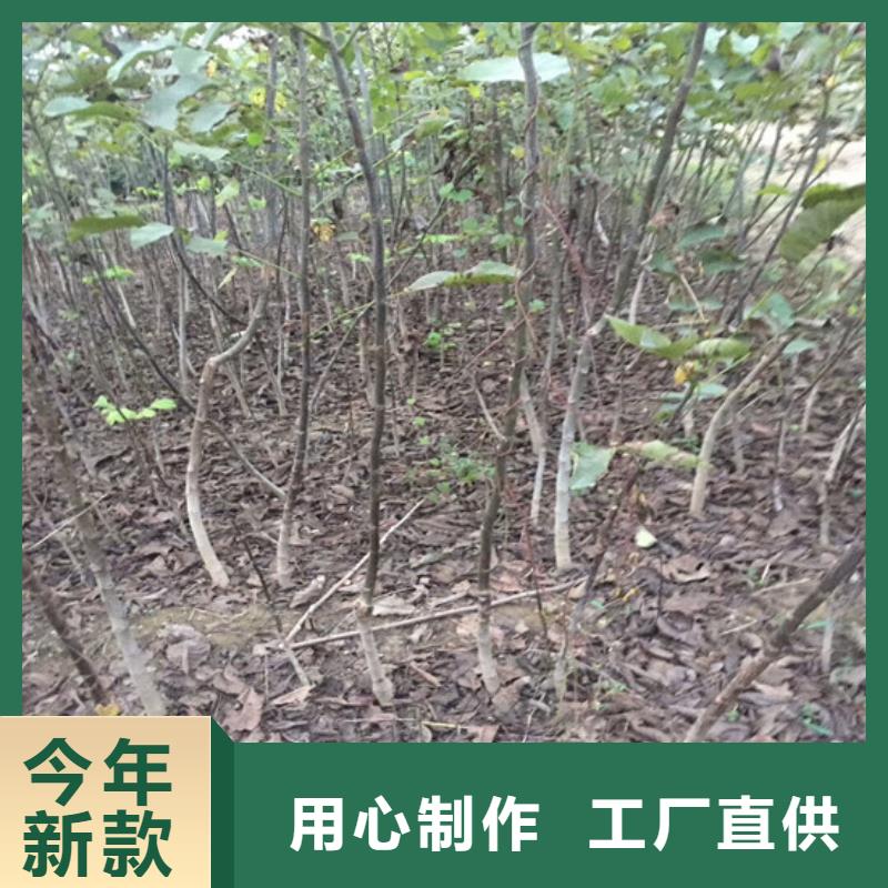 核桃苗,葡萄苗基地一致好评产品