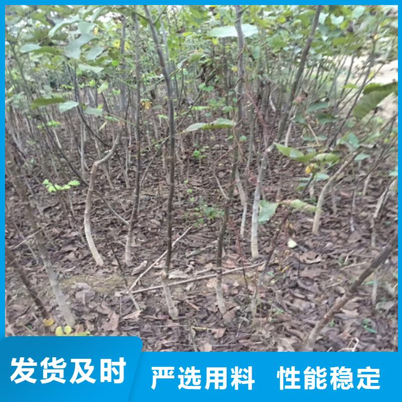 红皮核桃苗多少钱一棵