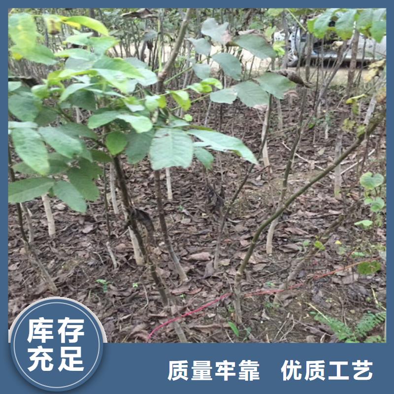核桃苗_毛蟠桃树苗服务始终如一