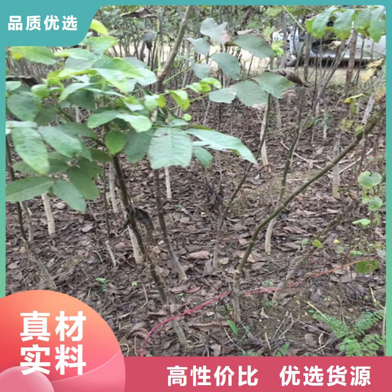 核桃苗果树苗支持货到付清