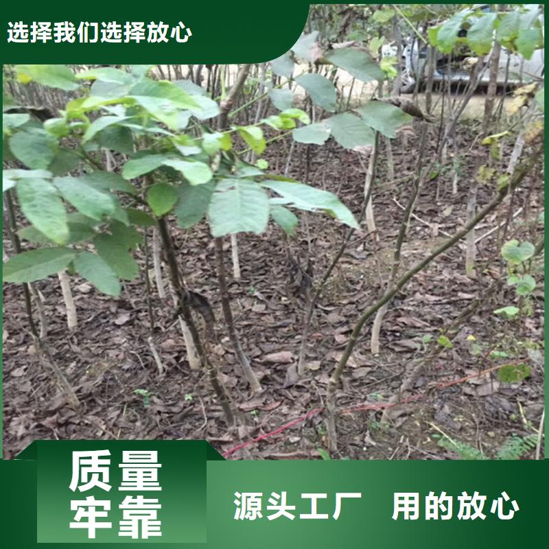 核桃苗樱桃苗专业生产品质保证