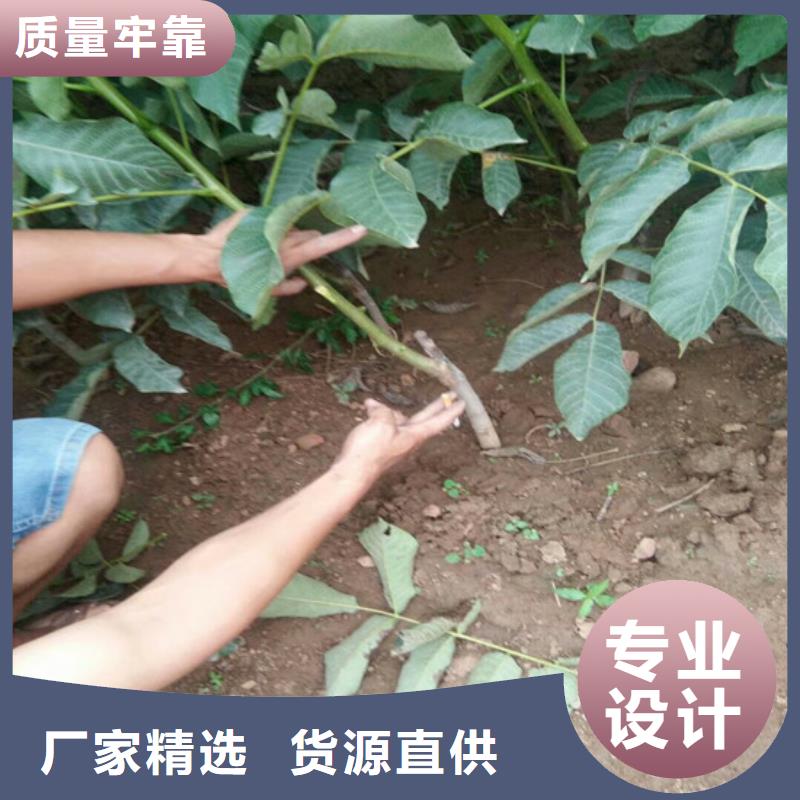 核桃苗_梨树苗实拍品质保障