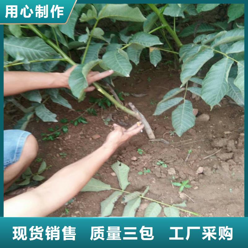 核桃苗大棚草莓苗免费回电
