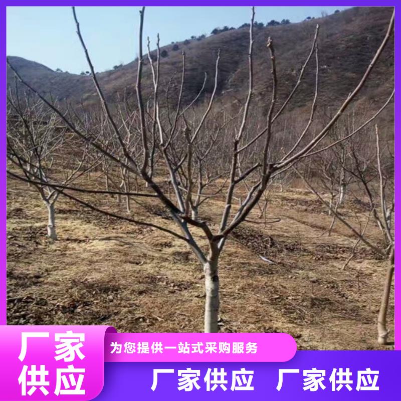 【核桃苗桃树苗工厂批发】