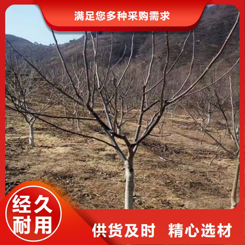 【核桃苗】_桃树苗不断创新