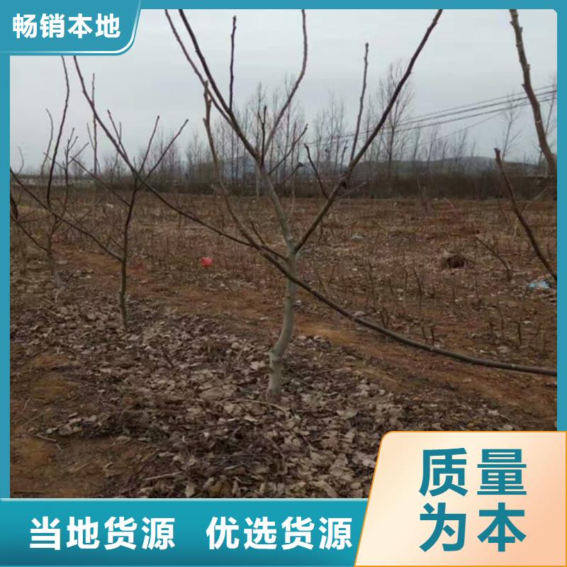 核桃苗_果树苗快捷的物流配送