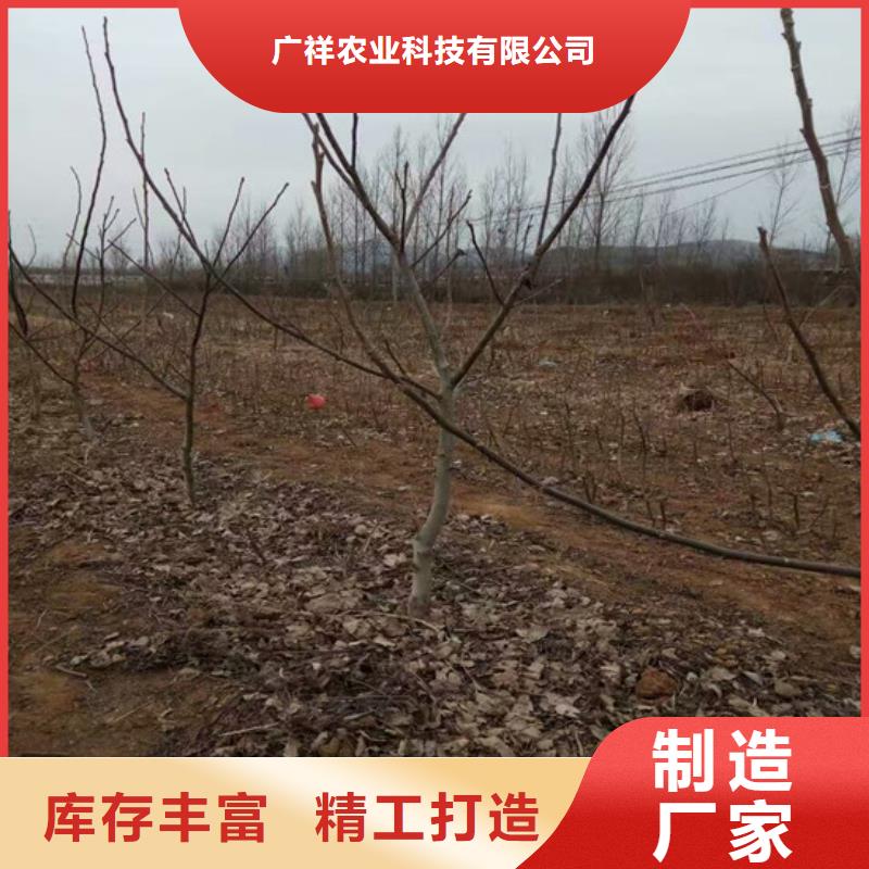核桃苗甜柿子树苗现货销售