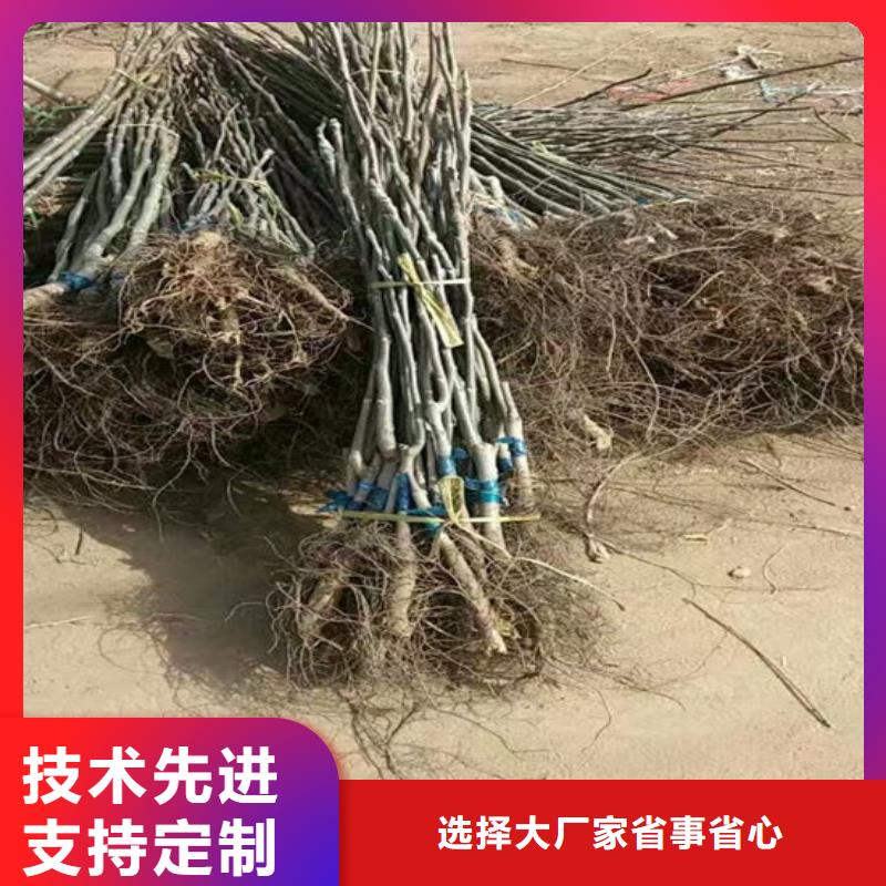 核桃苗【葡萄苗基地】品质优良
