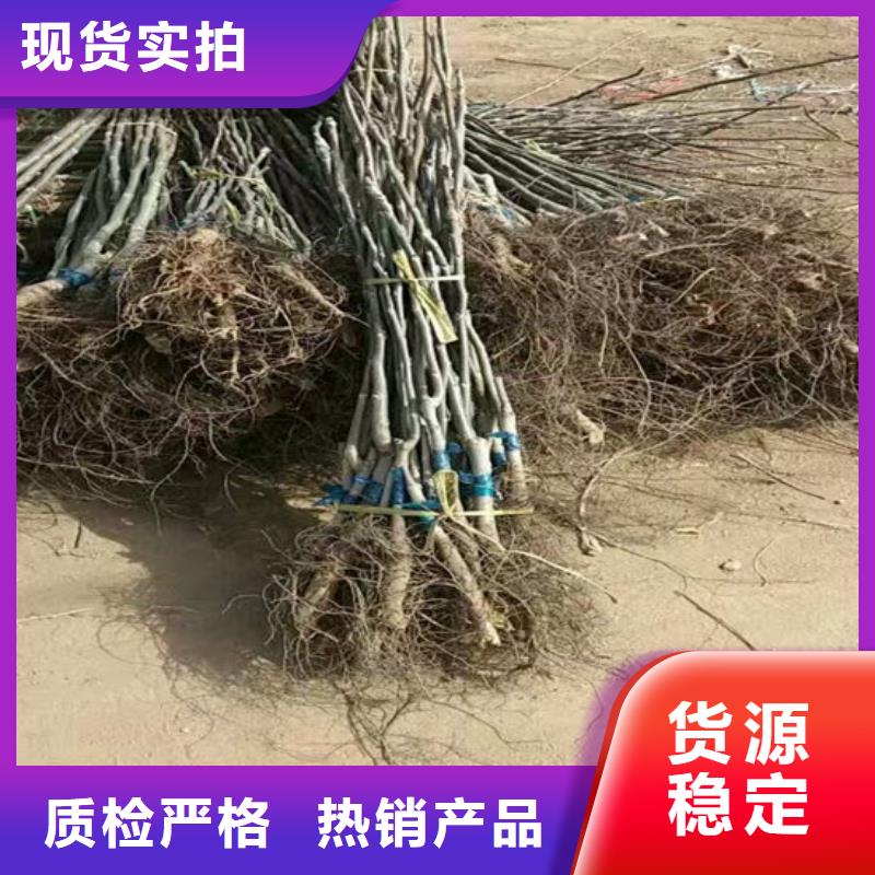 【核桃苗】_桃树苗不断创新