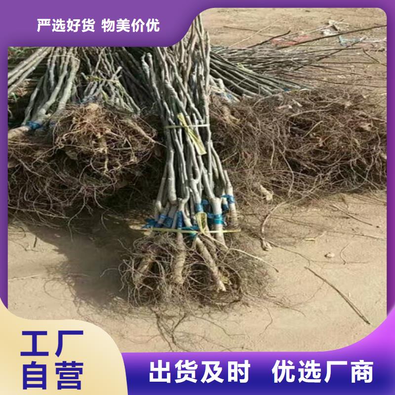 核桃苗梨树苗基地分类和特点