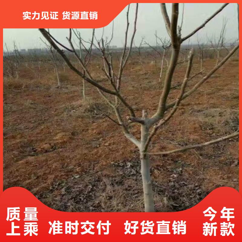 核桃苗-蓝宝石葡萄树苗生产加工