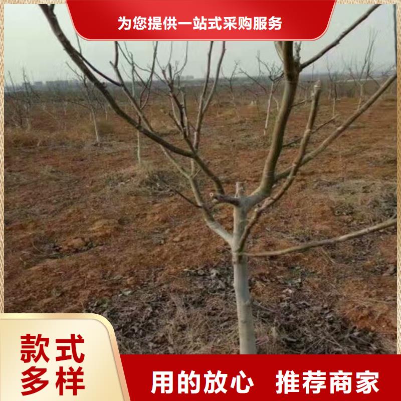核桃苗_蓝宝石葡萄苗专业厂家