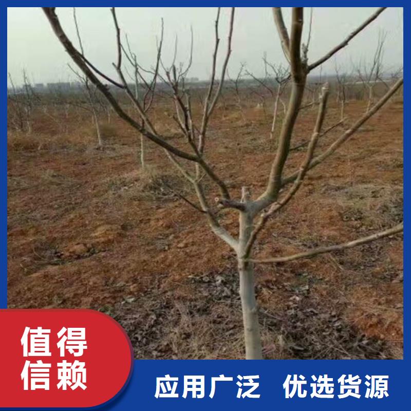 核桃苗_草莓苗价格自产自销