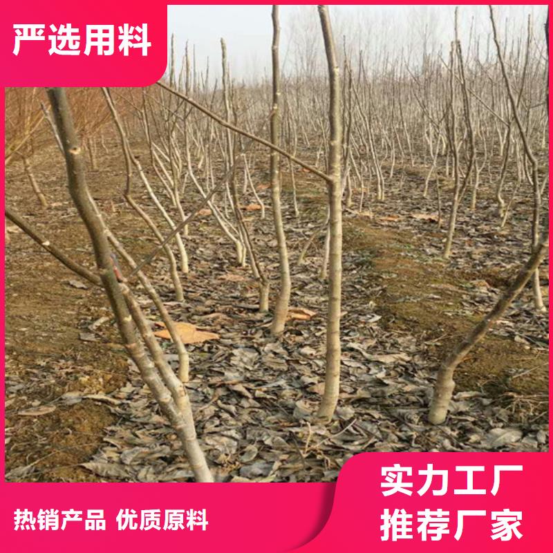 核桃苗莫妮卡西梅树苗发货及时