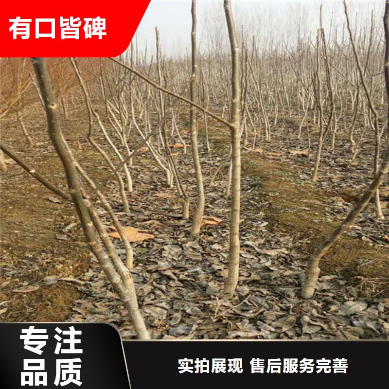 核桃苗_白桃树苗厂家直销省心省钱