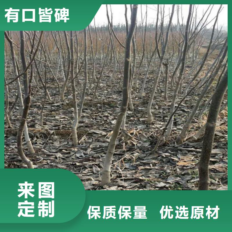 核桃苗_红肉西梅信誉至上