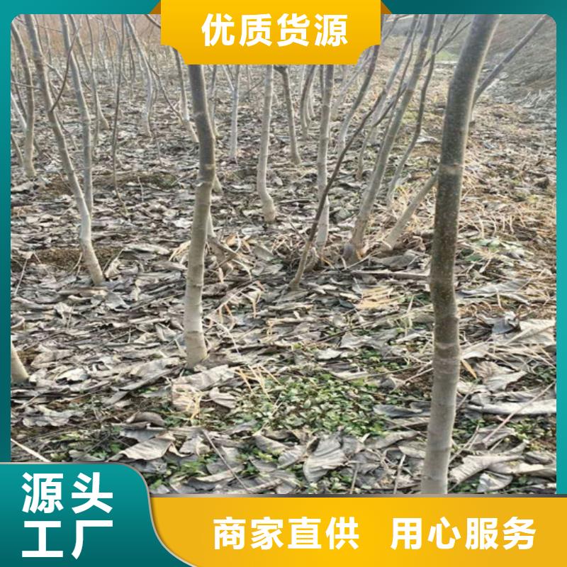 核桃苗黄桃树苗好货有保障
