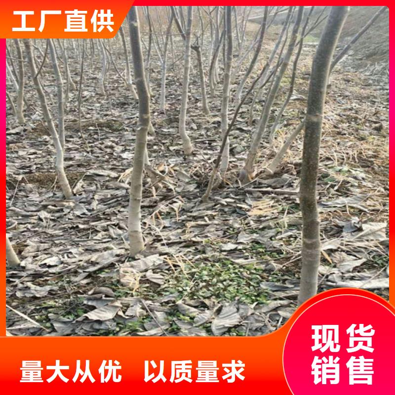 【核桃苗】草莓库存齐全厂家直供