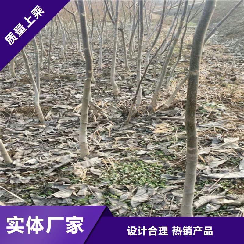 核桃苗葡萄苗基地厂家精选