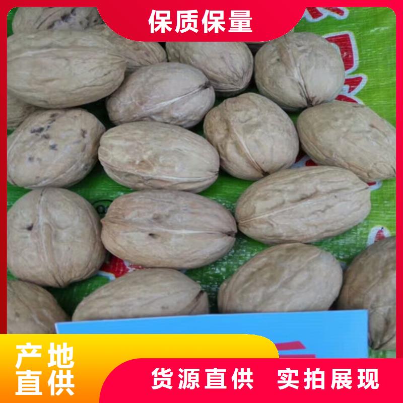 核桃苗_红肉西梅信誉至上