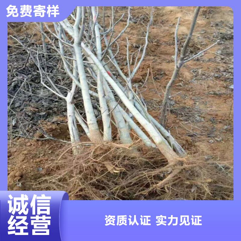 核桃苗【樱桃苗】质检严格放心品质