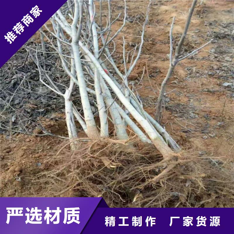 核桃苗桃树苗基地注重细节