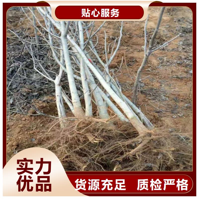 【核桃苗】黄桃树苗厂家十分靠谱