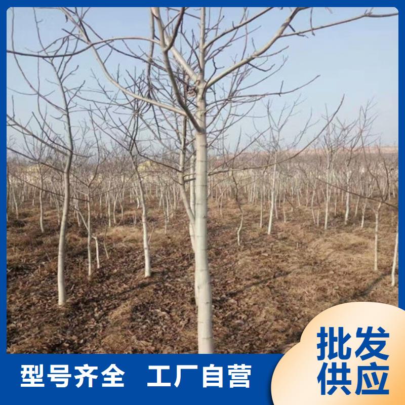 核桃苗果树苗支持货到付清