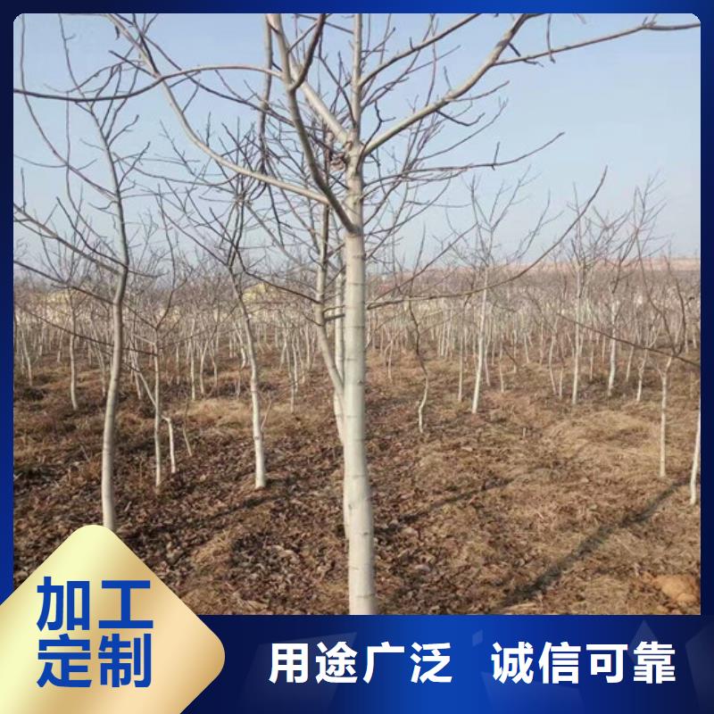 核桃苗樱桃苗基地应用范围广泛