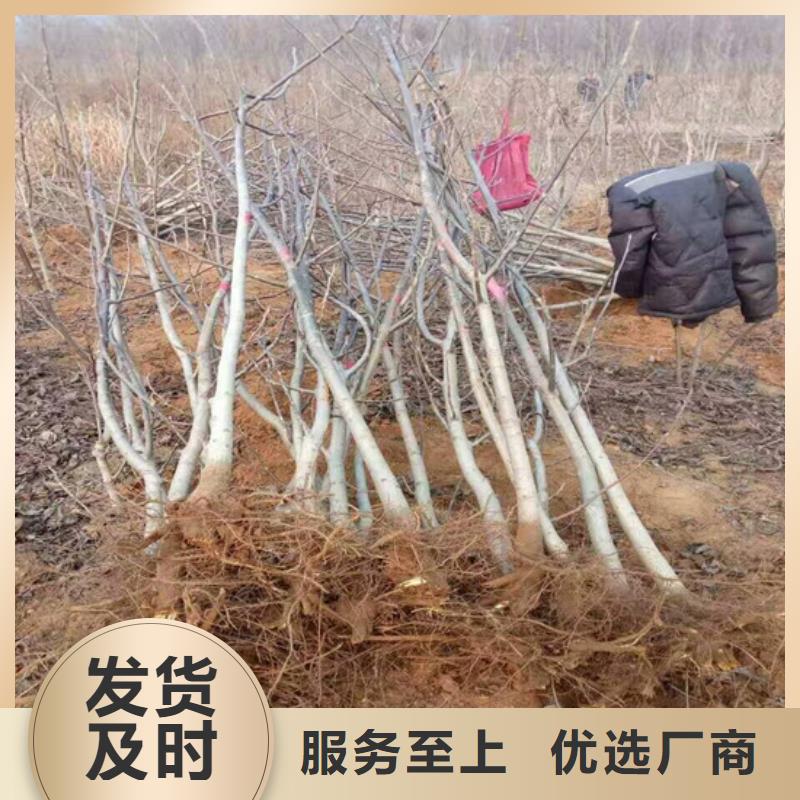 核桃苗大棚草莓苗免费回电