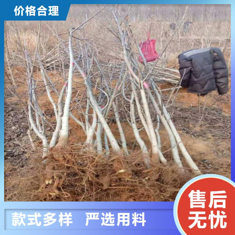 核桃苗【桃树苗】品质不将就
