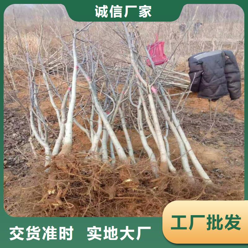 红皮核桃苗多少钱一棵