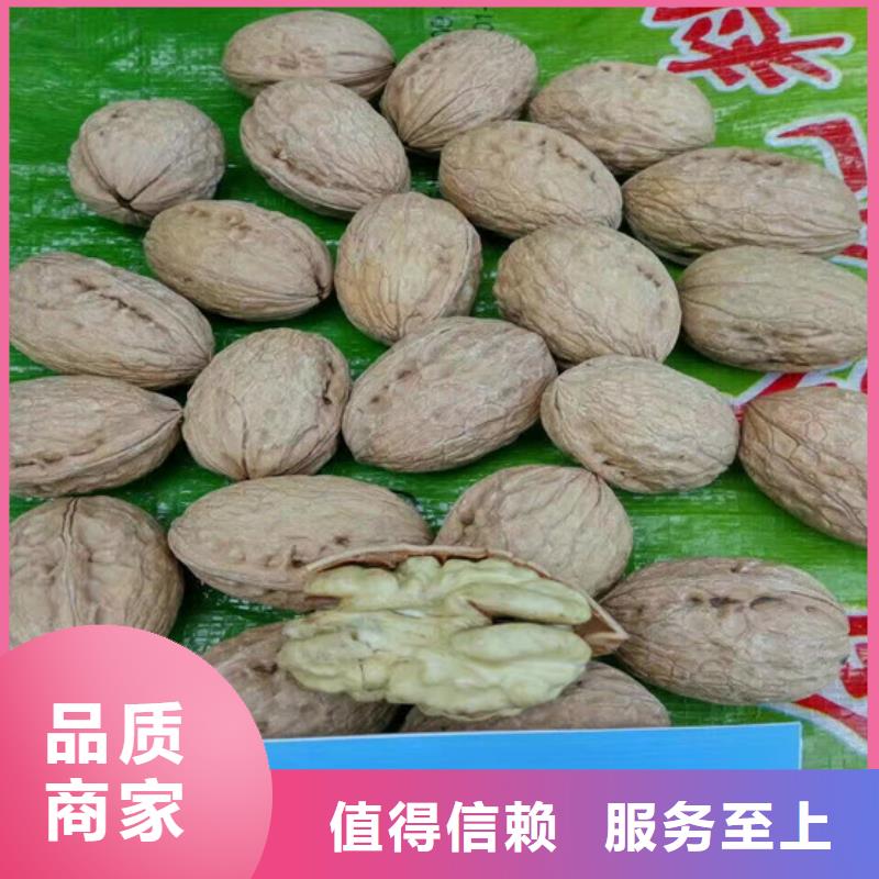 核桃苗_梨树苗支持拿样